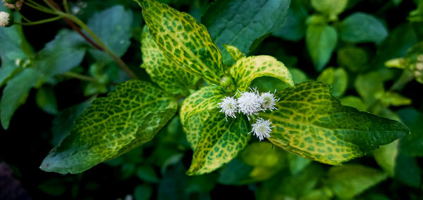 Close-up of flowering cheek weed plant