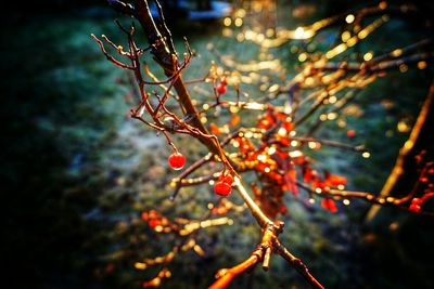 Close-up of branches on branch