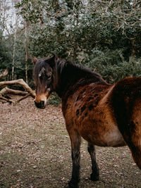 Horse standing in a field