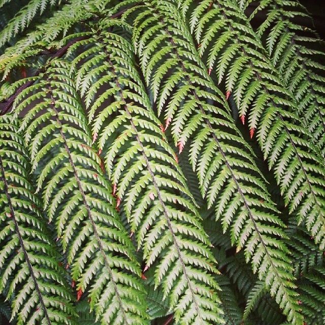 full frame, green color, leaf, backgrounds, growth, close-up, pattern, natural pattern, nature, plant, leaf vein, beauty in nature, no people, green, outdoors, textured, leaves, day, high angle view, fern