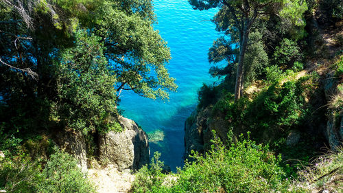 High angle view of trees in forest