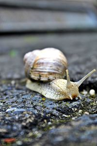 Close-up of snail