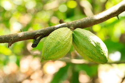 Close-up of fruit growing on tree