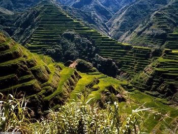 Plants growing on landscape