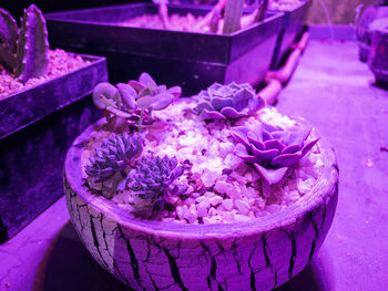 High angle view of pink flower in container