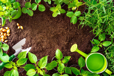 High angle view of fresh green plants