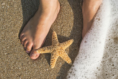 Low section of woman by dead starfish at beach