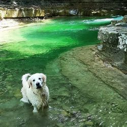 High angle view of dog in lake