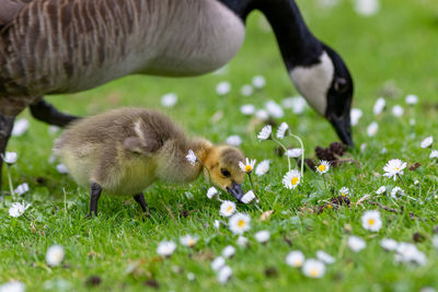 Gooses eating on grass