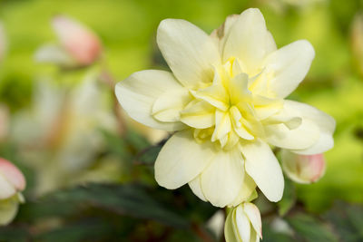 Close-up of white flower in park