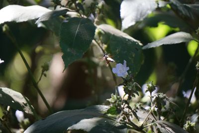 Close-up of butterfly pollinating on plant