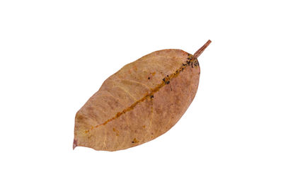 Close-up of leaf against white background