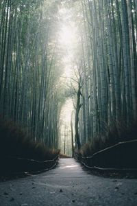 Footpath amidst trees in forest