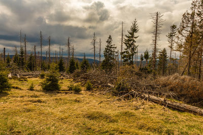 Plants growing on land