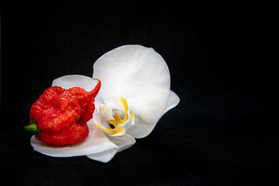 High angle view of red rose on black background