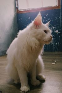 Close-up of a cat looking away