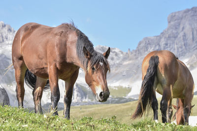 Low angle view of horses on grassy field