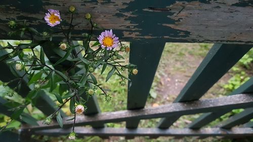 High angle view of flowering plants on railing