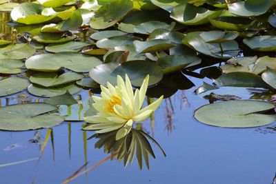Close-up of water lily blooming on plant