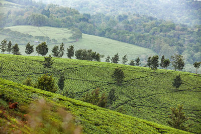 Scenic view of agricultural field