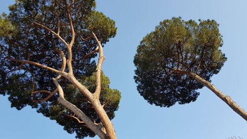 Low angle view of tree against clear blue sky