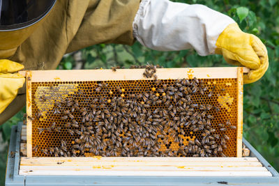 Midsection of man holding bee