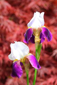Close-up of purple flowers blooming outdoors