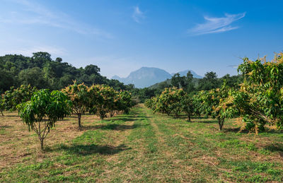 Scenic view of farm against sky