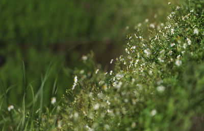 Close-up of plant growing on field