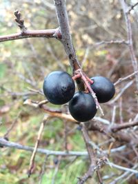 Close-up of fruits on tree