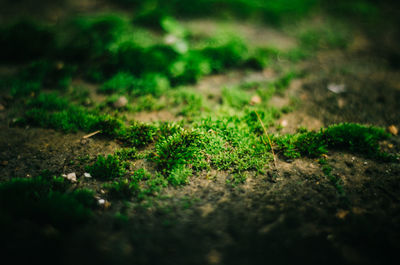 Close-up of mushroom growing on field