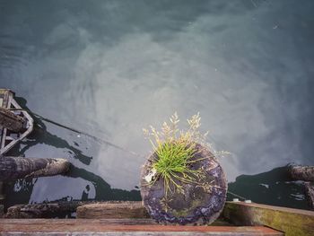 High angle view of plant by lake