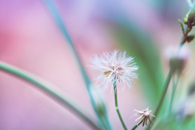 Close-up of white dandelion flower