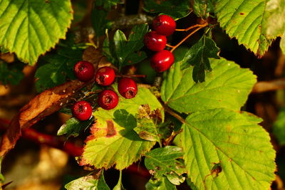 Close-up of red berries growing on plant