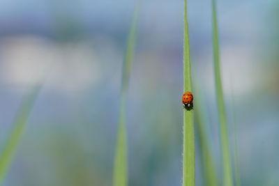 Close-up of ladybug on leaf against blurred background