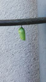 Close-up of green leaves
