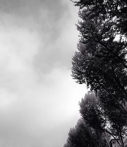 Low angle view of tree against sky