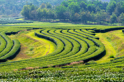 Scenic view of agricultural field