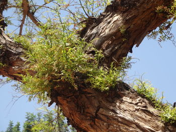 Low angle view of trees