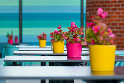 Close-up of potted plant on table