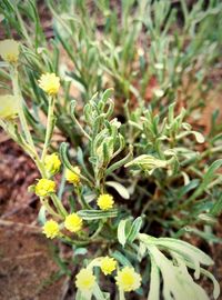 Close-up of yellow flowers