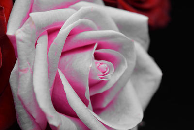 Close-up of pink rose