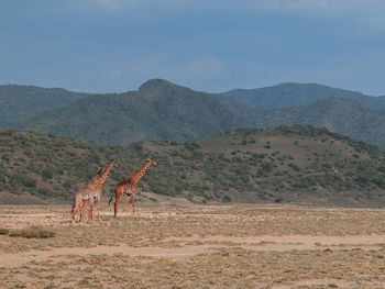 A herd of masai giraffe - giraffa tippelskirchi at shompole conservancy, magadi, rift valley, kenya