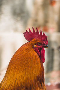 Close-up of rooster