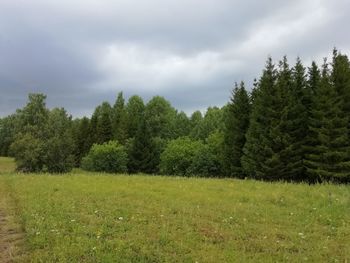 Scenic view of pine trees on field against sky