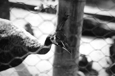 Close-up of bird perching on branch