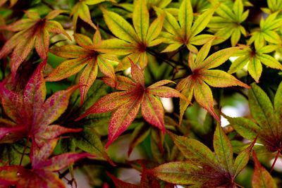 Close-up of leaves