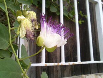 Close-up of purple flowers