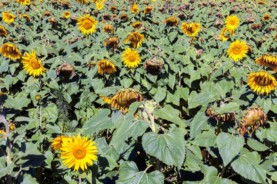 Yellow flowers blooming on field