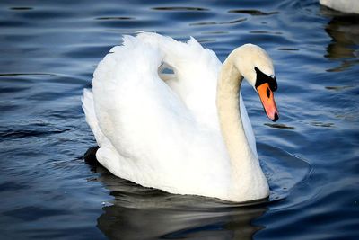 Swan swimming in lake